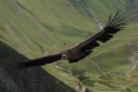 vulture